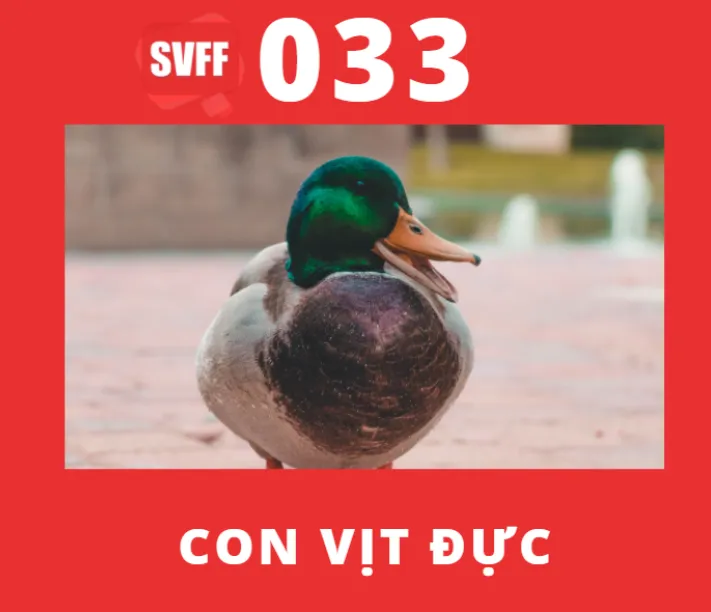 Con vịt đực