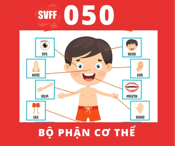 CÁC BỘ PHẬN CƠ THỂ